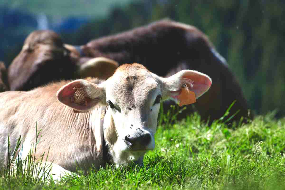 Mucche delle alpi orobie