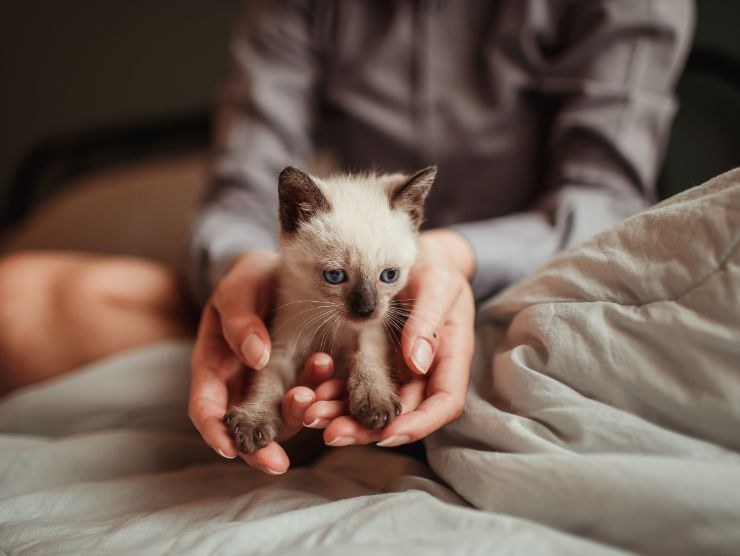 persona che mantiene tra le mani un piccolo gattino