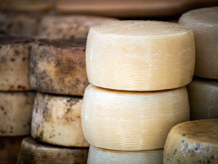 forme di formaggio pecorino