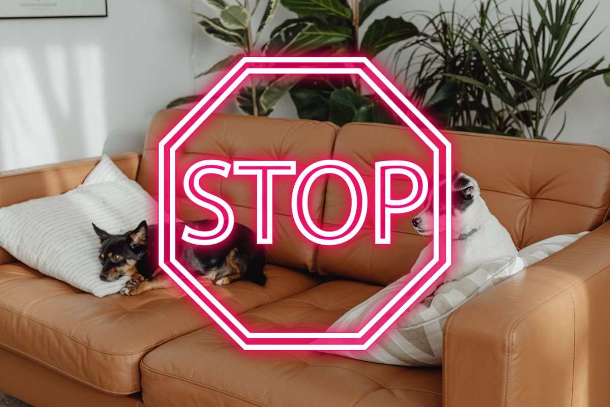 due cuccioli di cane seduti su un divano e in primo piano un grande stop