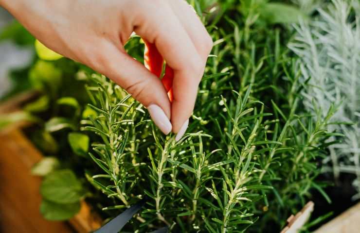 donna che taglia con forbici rametto di rosmarino 